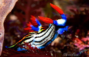 Nembrotha sp. Undescribed/Photographed with a Canon 100 m... by Laurie Slawson 